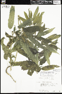 Urtica dioica image