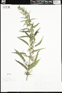 Urtica dioica image