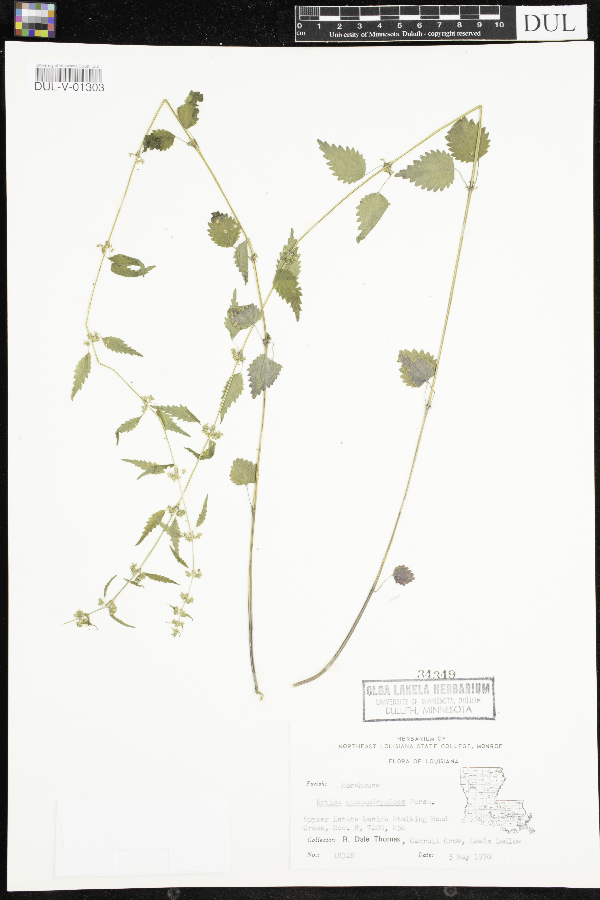 Urtica chamaedryoides image