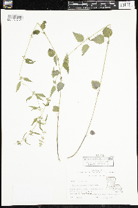Media resource of Urtica chamaedryoides