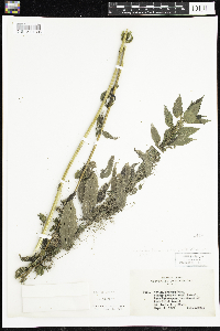Urtica dioica image