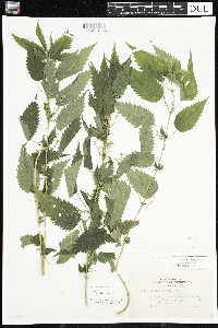 Urtica dioica image