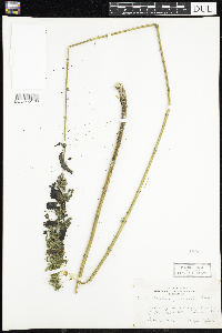 Urtica dioica image