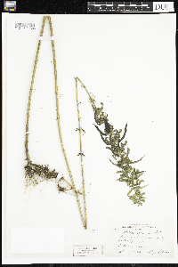 Urtica dioica image