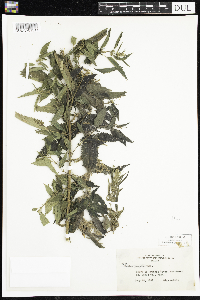 Urtica dioica image