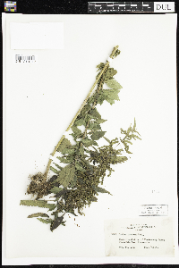 Urtica dioica image