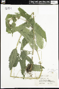 Urtica dioica image