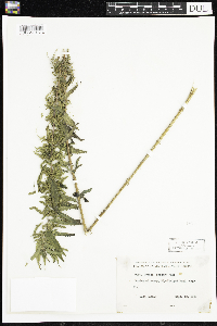 Urtica dioica image