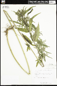 Urtica dioica image