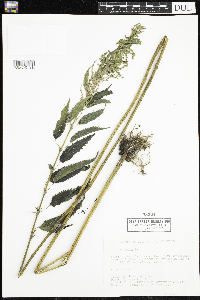 Urtica dioica image