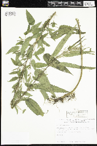 Urtica dioica image