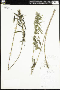 Urtica dioica image