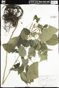 Media resource of Boehmeria cylindrica