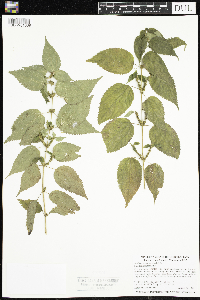 Image Associated With the Occurrence