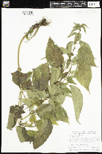 Image Associated With the Occurrence