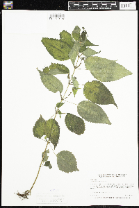 Image Associated With the Occurrence