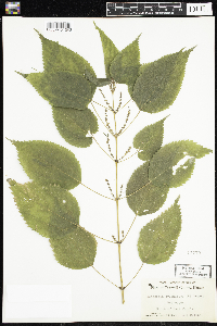 Image Associated With the Occurrence