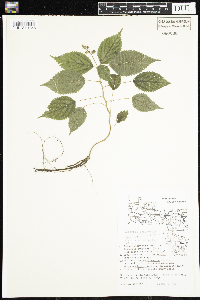 Laportea canadensis image