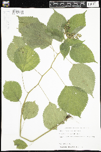 Laportea canadensis image