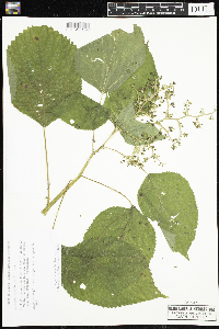 Laportea canadensis image