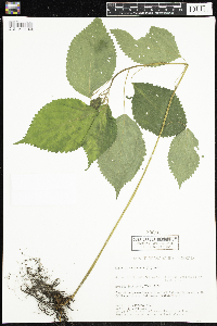Laportea canadensis image