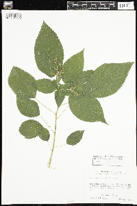 Laportea canadensis image