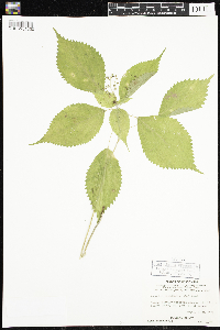 Laportea canadensis image