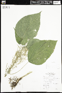 Laportea canadensis image