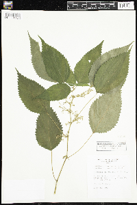 Laportea canadensis image