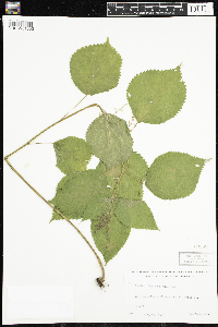 Laportea canadensis image