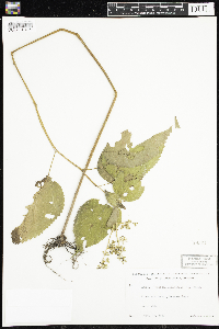 Laportea canadensis image