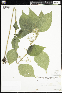 Laportea canadensis image