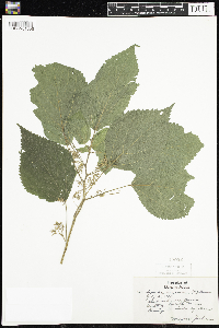 Laportea canadensis image