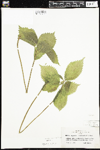 Laportea canadensis image