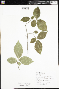 Ulmus rubra image