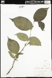 Media resource of Ulmus rubra