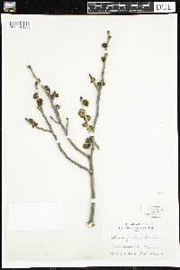 Ulmus rubra image