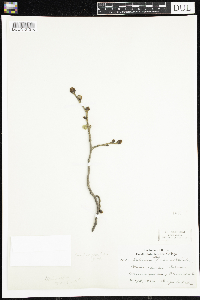 Ulmus rubra image