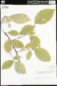 Ulmus rubra image