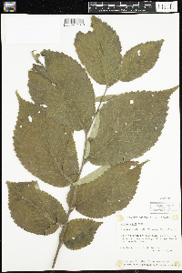 Ulmus rubra image