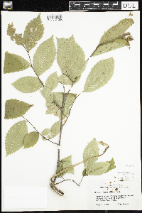 Ulmus rubra image