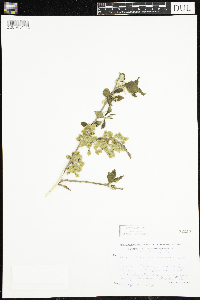 Ulmus americana image