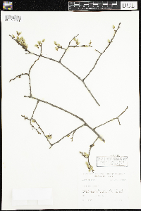 Ulmus americana image