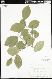 Media resource of Ulmus americana