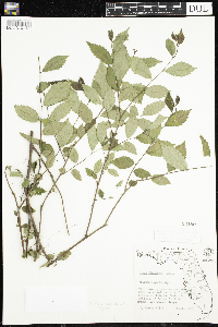 Ulmus americana image