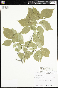 Ulmus americana image