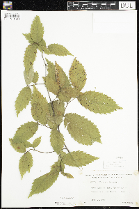 Ulmus americana image