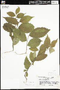 Ulmus americana image