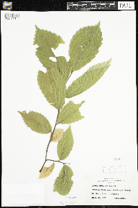 Ulmus americana image