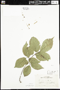 Ulmus americana image